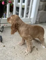 Avery, a female Cocker Spaniel for sale in Morgantown, PA – 4 of 5