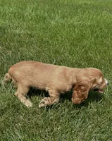 Avery, a female Cocker Spaniel for sale in Morgantown, PA – 2 of 5