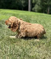 Austin, a male Cocker Spaniel for sale in Morgantown, PA – 2 of 4
