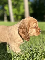 Gabriel, a male Cocker Spaniel for sale in Morgantown, PA – 3 of 3