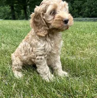 Van, a male Cockapoo for sale in Morgantown, PA – 3 of 4