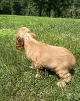 Andrew, a male Cocker Spaniel for sale in Morgantown, PA – 2 of 4