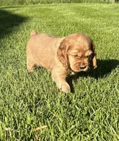 Gabriel, a male Cocker Spaniel for sale in Morgantown, PA – 2 of 3