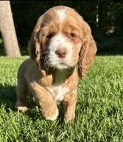 Gloria, a female Cocker Spaniel for sale in Morgantown, PA – 4 of 4