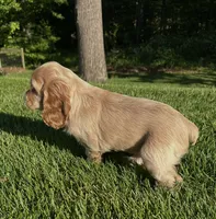 Grace, a female Cocker Spaniel for sale in Morgantown, PA – 4 of 4