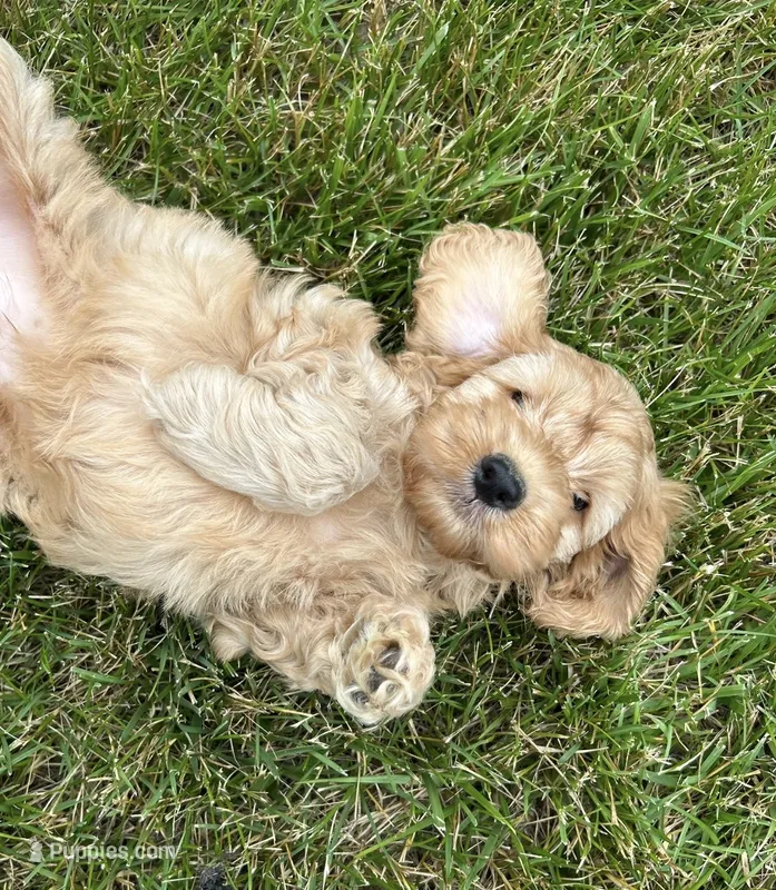 Vivi – Cockapoo puppy for sale in Morgantown, PA