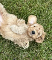 Vivi, a female Cockapoo for sale in Morgantown, PA – 1 of 5