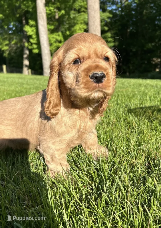 Gabriel – Cocker Spaniel puppy for sale in Morgantown, PA