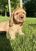 Gabriel, a male Cocker Spaniel for sale in Morgantown, PA – 1 of 3