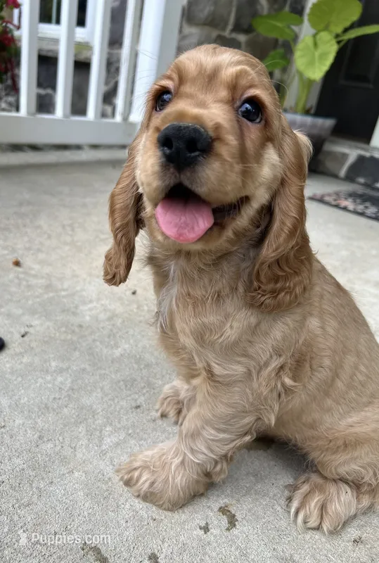 Apex – Cocker Spaniel puppy for sale in Morgantown, PA