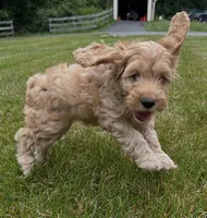 Vivi, a female Cockapoo for sale in Morgantown, PA – 4 of 5