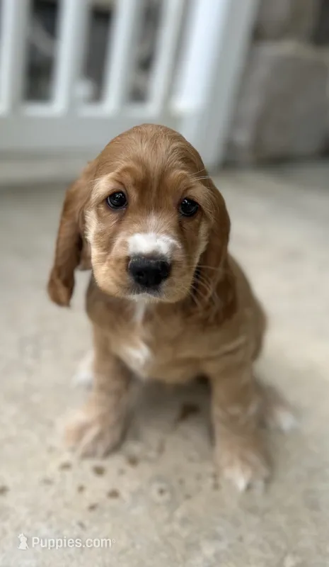 Avery – Cocker Spaniel puppy for sale in Morgantown, PA