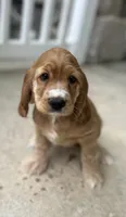 Avery, a female Cocker Spaniel for sale in Morgantown, PA – 1 of 5