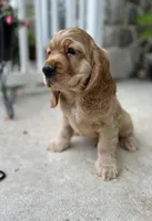 Apex, a male Cocker Spaniel for sale in Morgantown, PA – 3 of 4