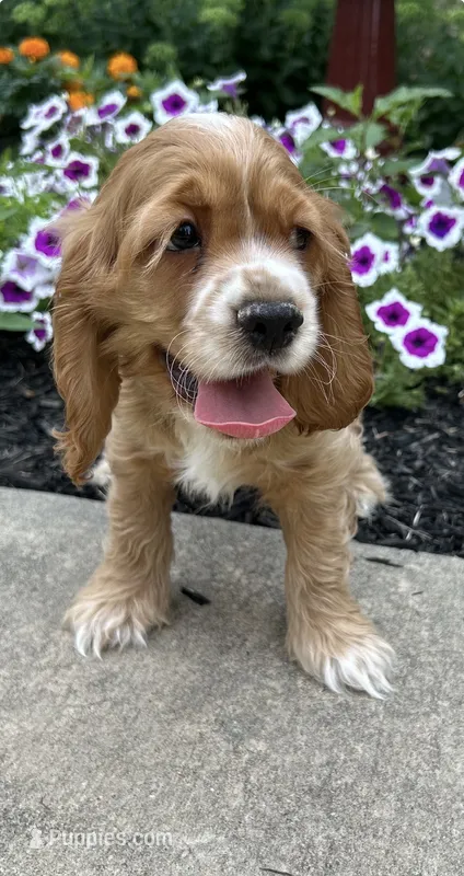 Andrew – Cocker Spaniel puppy for sale in Morgantown, PA