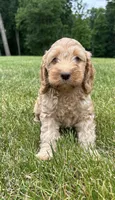 Van, a male Cockapoo for sale in Morgantown, PA – 2 of 4
