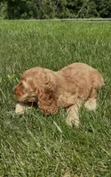 Austin, a male Cocker Spaniel for sale in Morgantown, PA – 4 of 4