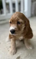 Avery, a female Cocker Spaniel for sale in Morgantown, PA – 3 of 5