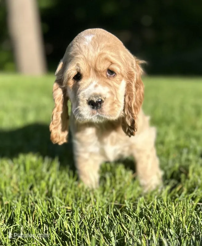 Gideon – Cocker Spaniel puppy for sale in Morgantown, PA