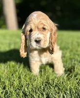 Gideon, a male Cocker Spaniel for sale in Morgantown, PA – 1 of 3
