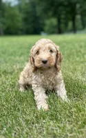 Van, a male Cockapoo for sale in Morgantown, PA – 4 of 4