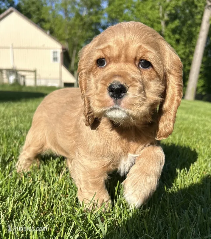 Genesis – Cocker Spaniel puppy for sale in Morgantown, PA
