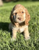 Gayle, a female Cocker Spaniel for sale in Morgantown, PA – 2 of 4