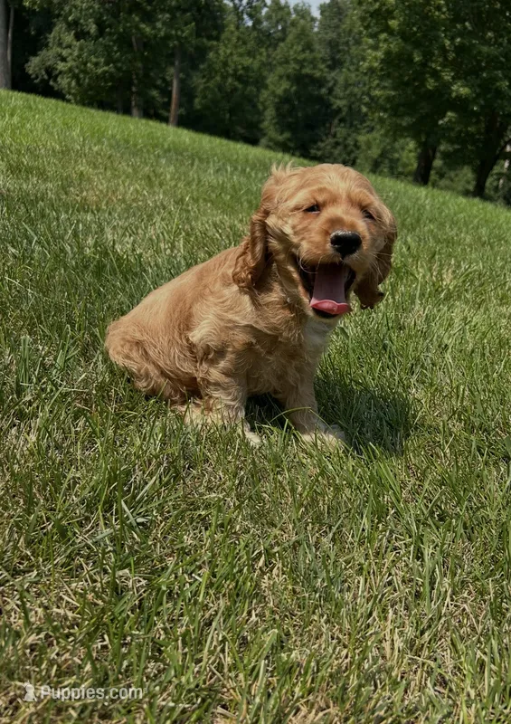 Austin – Cocker Spaniel puppy for sale in Morgantown, PA