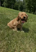 Austin, a male Cocker Spaniel for sale in Morgantown, PA – 1 of 4