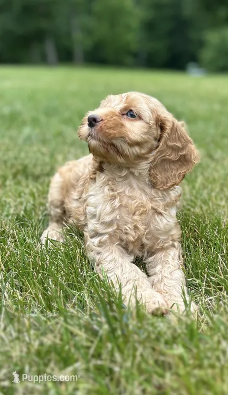 Van – Cockapoo puppy for sale in Morgantown, PA