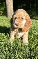 Gayle, a female Cocker Spaniel for sale in Morgantown, PA – 4 of 4