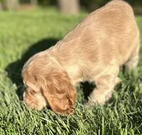 Gayle, a female Cocker Spaniel for sale in Morgantown, PA – 3 of 4
