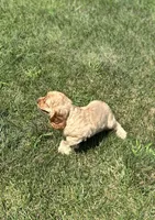 Apex, a male Cocker Spaniel for sale in Morgantown, PA – 2 of 4