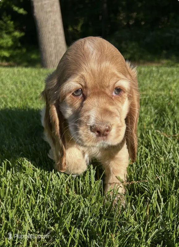 Grace – Cocker Spaniel puppy for sale in Morgantown, PA