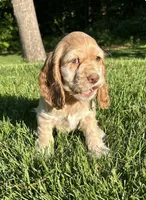 Gayle, a female Cocker Spaniel for sale in Morgantown, PA – 1 of 4