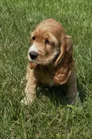 Avery, a female Cocker Spaniel for sale in Morgantown, PA – 5 of 5