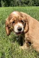 Andrew, a male Cocker Spaniel for sale in Morgantown, PA – 3 of 4