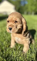 Genesis, a male Cocker Spaniel for sale in Morgantown, PA – 2 of 3