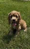 Allie, a female Cocker Spaniel for sale in Morgantown, PA – 3 of 3