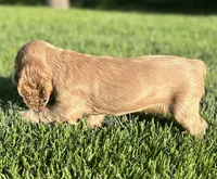 Gloria, a female Cocker Spaniel for sale in Morgantown, PA – 3 of 4