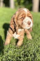 Gloria, a female Cocker Spaniel for sale in Morgantown, PA – 1 of 4