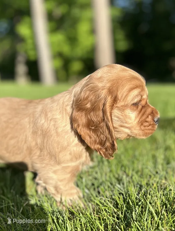 Gabe – Cocker Spaniel puppy for sale in Morgantown, PA