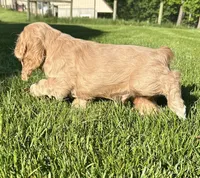 Genesis, a male Cocker Spaniel for sale in Morgantown, PA – 3 of 3