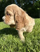 Gideon, a male Cocker Spaniel for sale in Morgantown, PA – 3 of 3