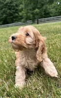 Vivi, a female Cockapoo for sale in Morgantown, PA – 5 of 5