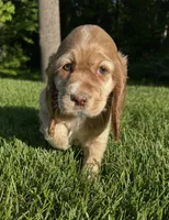 Grace, a female Cocker Spaniel for sale in Morgantown, PA – 3 of 4