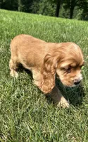 Allie, a female Cocker Spaniel for sale in Morgantown, PA – 2 of 3