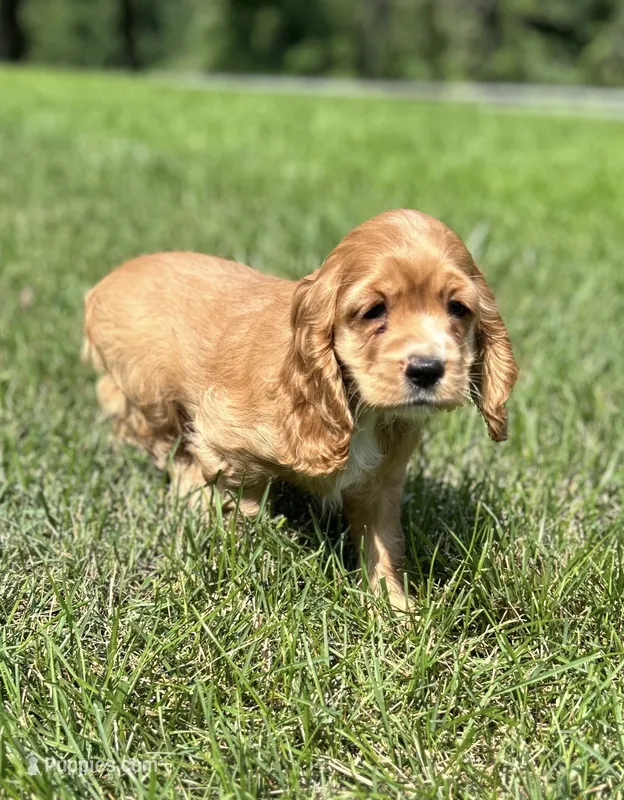 Allie – Cocker Spaniel puppy for sale in Morgantown, PA