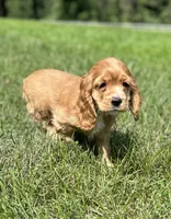 Allie, a female Cocker Spaniel for sale in Morgantown, PA – 1 of 3