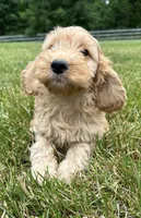 Vivi, a female Cockapoo for sale in Morgantown, PA – 3 of 5